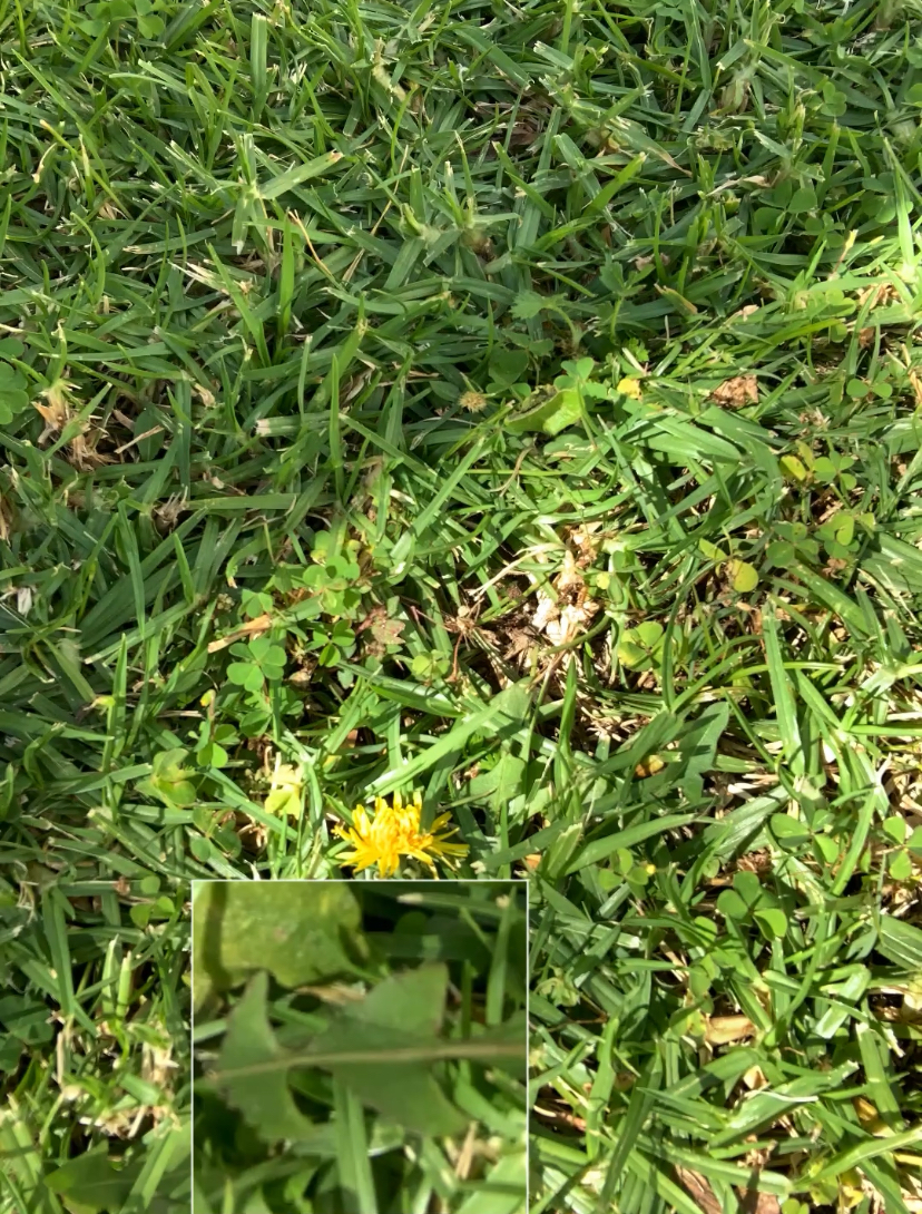 Dandelion leaves